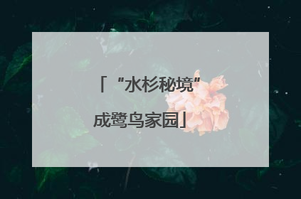 “水杉秘境”成鹭鸟家园
