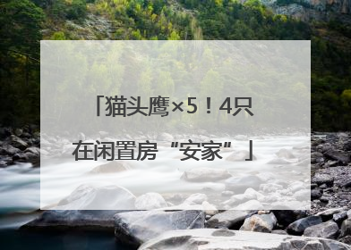 猫头鹰×5！4只在闲置房“安家”