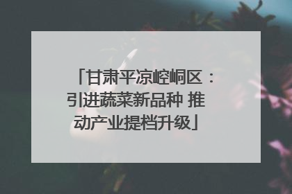 甘肃平凉崆峒区：引进蔬菜新品种 推动产业提档升级