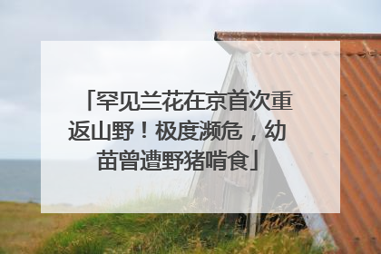 罕见兰花在京首次重返山野！极度濒危，幼苗曾遭野猪啃食