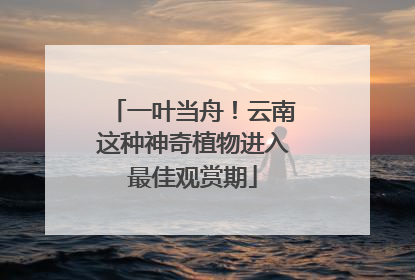 一叶当舟！云南这种神奇植物进入最佳观赏期