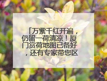 万紫千红开遍，仍留一荷清凉！厦门赏荷地图已备好，还有专家带您区分荷与莲→