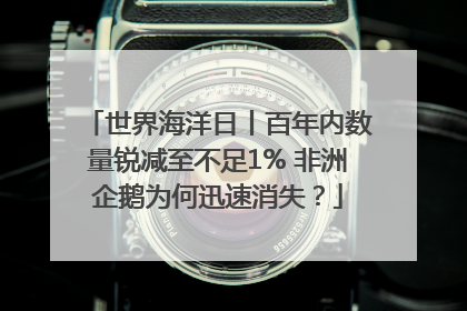 世界海洋日丨百年内数量锐减至不足1% 非洲企鹅为何迅速消失？