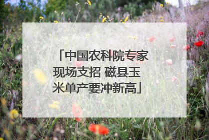 中国农科院专家现场支招 磁县玉米单产要冲新高