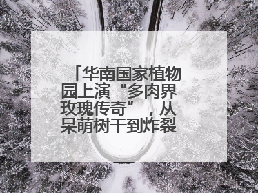 华南国家植物园上演“多肉界玫瑰传奇”，从呆萌树干到炸裂种子全是戏！