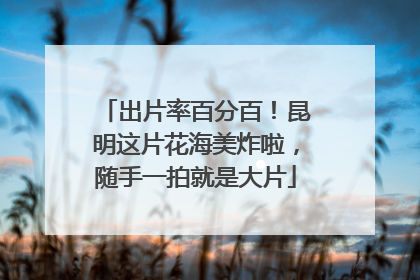 出片率百分百！昆明这片花海美炸啦，随手一拍就是大片