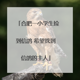 合肥一小学生捡到信鸽 希望找到信鸽的主人