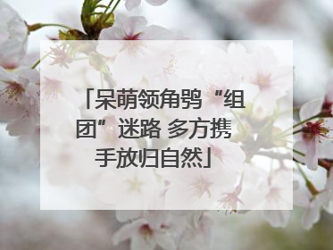 呆萌领角鸮“组团”迷路 多方携手放归自然