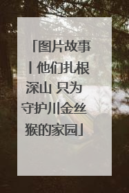 图片故事丨他们扎根深山 只为守护川金丝猴的家园