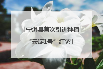 宁洱县首次引进种植“云淀1号”红薯
