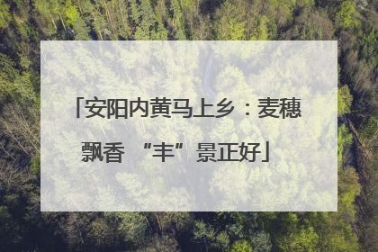 安阳内黄马上乡：麦穗飘香 “丰”景正好
