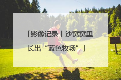 影像记录丨沙窝窝里长出“蓝色牧场”