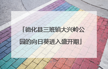 德化县三班镇大兴岭公园的向日葵进入盛开期