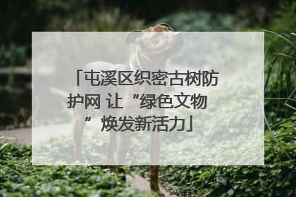 屯溪区织密古树防护网 让“绿色文物”焕发新活力