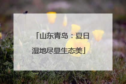 山东青岛：夏日湿地尽显生态美