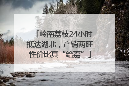 岭南荔枝24小时抵达湖北，产销两旺性价比真“给荔”