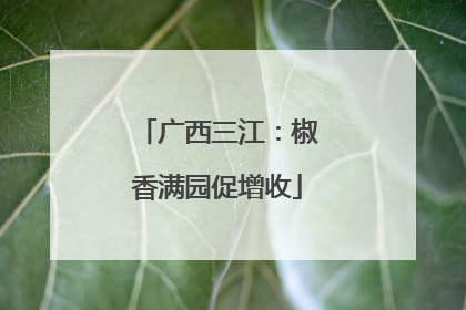 广西三江：椒香满园促增收
