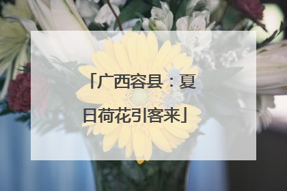 广西容县：夏日荷花引客来