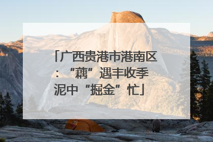 广西贵港市港南区：“藕”遇丰收季 泥中“掘金”忙