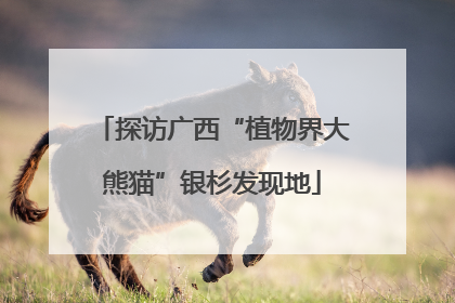 探访广西“植物界大熊猫”银杉发现地