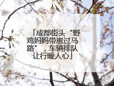 成都街头“野鸡妈妈带崽过马路”，车辆排队让行暖人心
