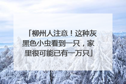 柳州人注意！这种灰黑色小虫看到一只，家里很可能已有一万只