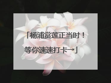 杨浦赏莲正当时！等你速速打卡→