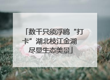 数千只须浮鸥“打卡”湖北枝江金湖 尽显生态美景