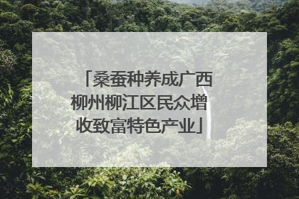 桑蚕种养成广西柳州柳江区民众增收致富特色产业