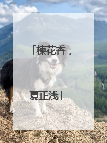 楝花香，夏正浅