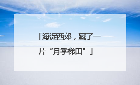 海淀西郊，藏了一片“月季梯田”
