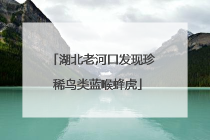 湖北老河口发现珍稀鸟类蓝喉蜂虎