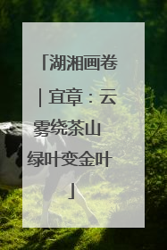湖湘画卷｜宜章：云雾绕茶山 绿叶变金叶