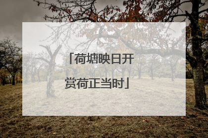 荷塘映日开 赏荷正当时