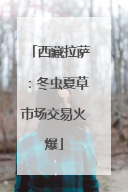 西藏拉萨：冬虫夏草市场交易火爆