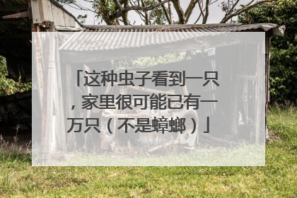 这种虫子看到一只，家里很可能已有一万只（不是蟑螂）