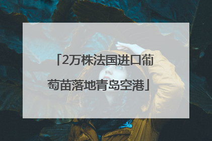 2万株法国进口葡萄苗落地青岛空港